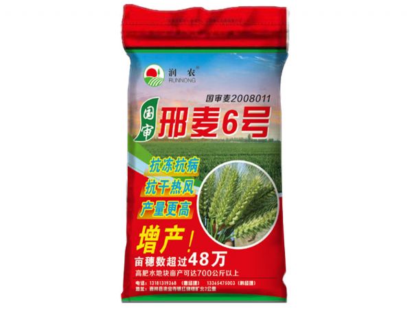 邢麦6号