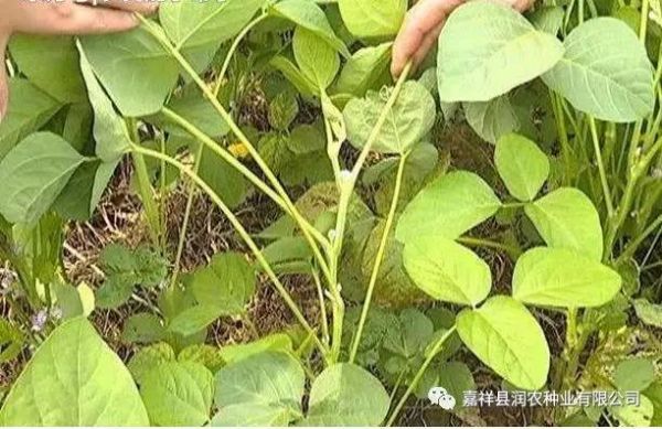 嘉祥晨禾种业有限公司该如何预防和防治大豆不结荚？