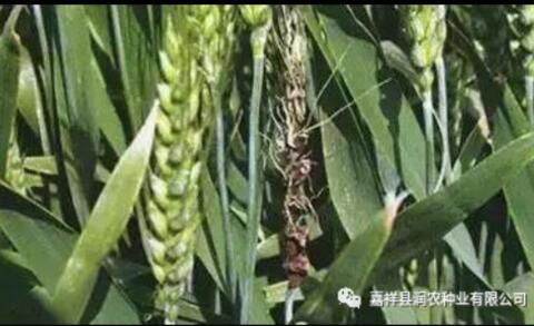 小麦黑穗病，看嘉祥晨禾种业有限公司怎么治理和防治！！