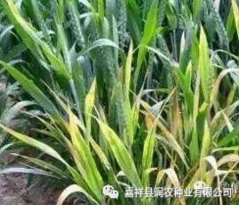 嘉祥晨禾种业有限公司教大家预防和防治小麦黄矮病