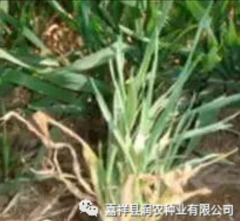 小麦丛矮病看嘉祥晨禾种业有限公司如何防治和预防！！！