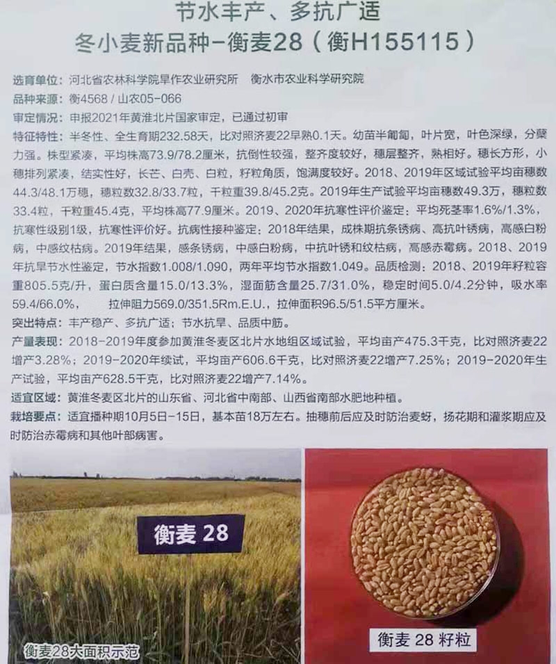 节水丰产、多抗广适 冬小麦新品种-衡麦28（衡H155115）